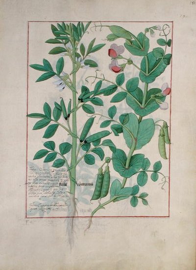 Illustration du Livre des simples médecines par Mattheaus Platearius, c.1470 - Robinet Testard